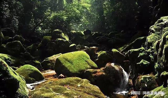 半岛·体育广西十万大山国家森林公园被大众误导的土匪窝：其实是珠江源头(图3)